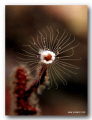Microscopic!

Shot on compact camera with natural light! 